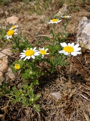 Anthemis ruthenica