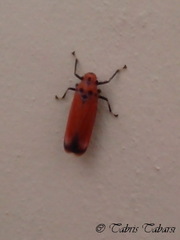 Bothrogonia ferruginea