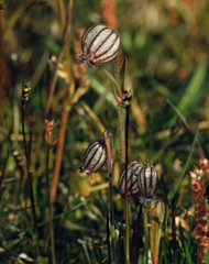Silene uralensis apetala
