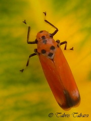 Bothrogonia ferruginea