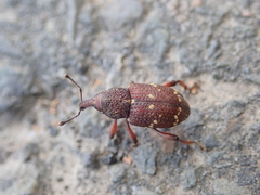 Hylobius transversovittatus