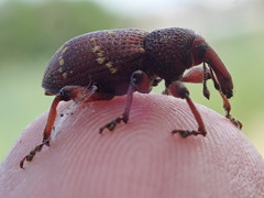 Hylobius transversovittatus