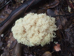 Ramaria rubiginosa