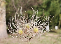 Clematis dioica