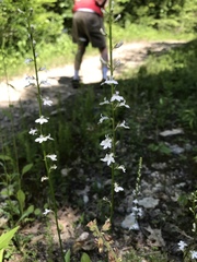 Lobelia spicata