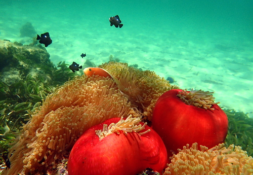 Magnificent Sea Anemone, photo 8 of 10