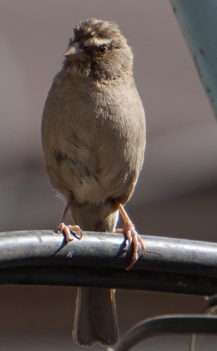 Brown-rumped Seedeater (Crithagra tristriata), photo 9