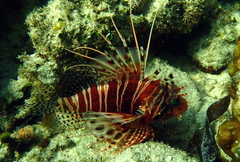 Pterois mombasae