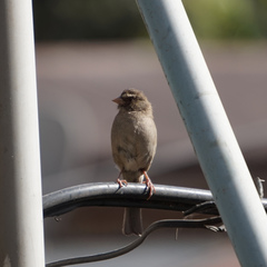 Crithagra tristriata