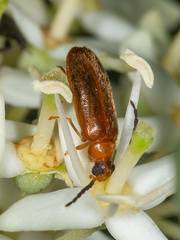 Conopalpus testaceus