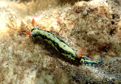 Hypselodoris infucata