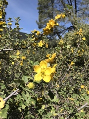 Fremontodendron californicum