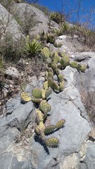Opuntia stenopetala