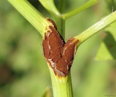 Puccinia bornmuelleri