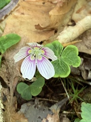 Oxalis