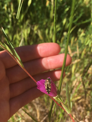 Acmaeodera