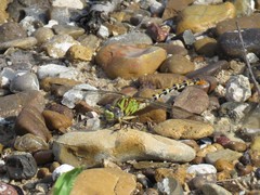 Erpetogomphus