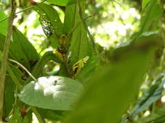 Columnea picta