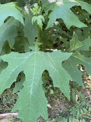 Smallanthus uvedalia