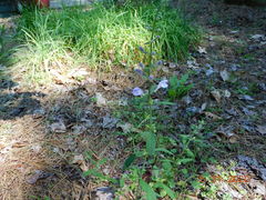 Scutellaria integrifolia