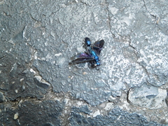 Chalybion californicum