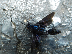 Chalybion californicum