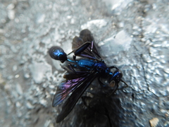 Chalybion californicum