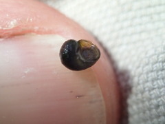 Fluminicola turbiniformis