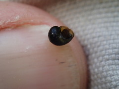 Fluminicola turbiniformis