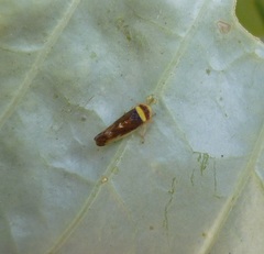 Colladonus montanus reductus