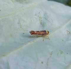 Colladonus montanus reductus