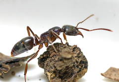 Mesoponera australis