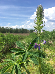Lupinus rivularis