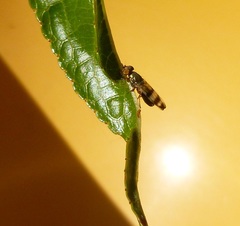Chaetopsis fulvifrons