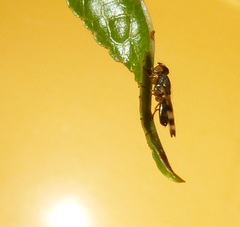 Chaetopsis fulvifrons