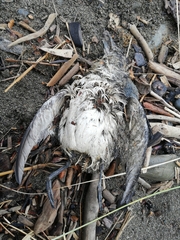 Pelecanoides urinatrix