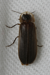 Lamprohiza mulsantii