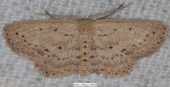 Scopula aemulata