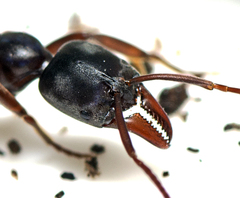 Mesoponera australis