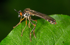 Dioctria linearis