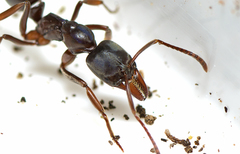 Mesoponera australis