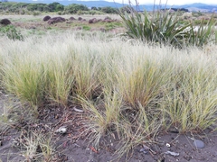 Pelecanoides urinatrix