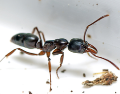 Mesoponera australis