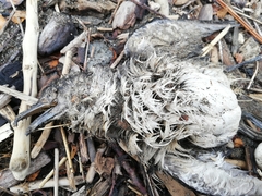 Pelecanoides urinatrix