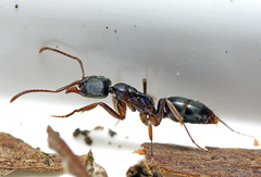 Mesoponera australis