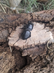 Pasimachus californicus