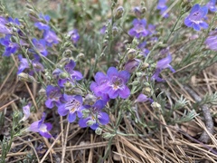Penstemon linarioides linarioides