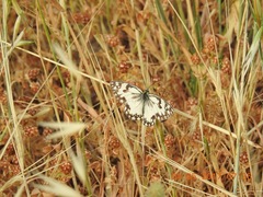 Melanargia titea