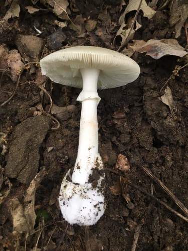 Amanita verna — no rights reserved