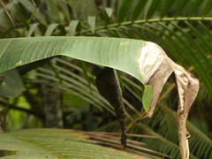 Phaethornis syrmatophorus
